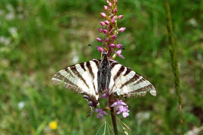 Gymnadenia conopsea